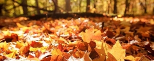 Cat-header-1500-1170-Thanksgiving