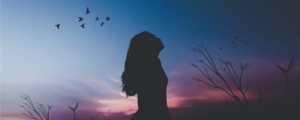 afterglow-avian-backlit-556663 (banner)